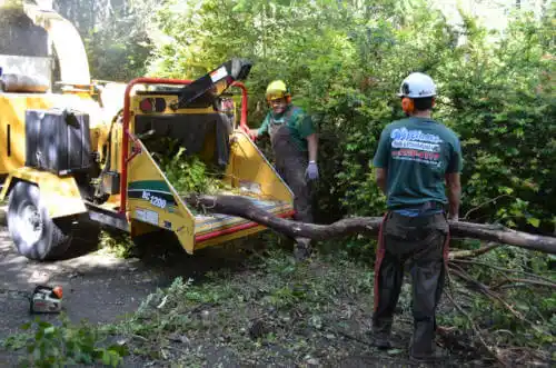 tree services Stuart